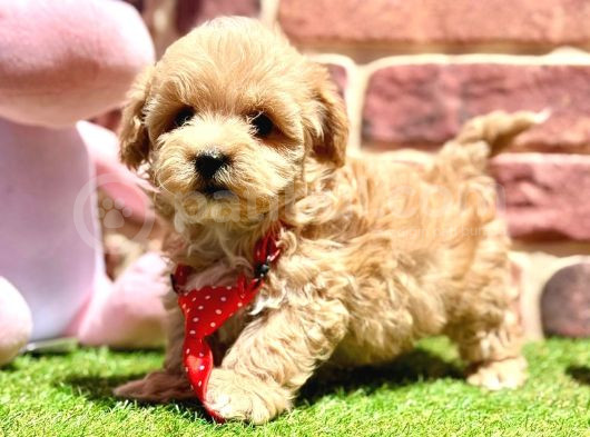 Oyuncu Ve Sosyal Maltipoo Bebekler görsel