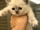 British Short Hair Blue Point Dişi