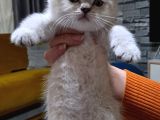 Güzel Kizlarim Bri̇ti̇sh 3 Di̇şi̇ Bebek