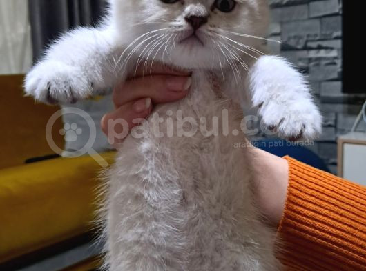Güzel Kizlarim Bri̇ti̇sh 3 Di̇şi̇ Bebek görsel