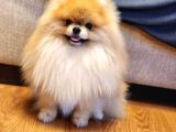 11 Aylık Efsanee Erkek Pomeranian