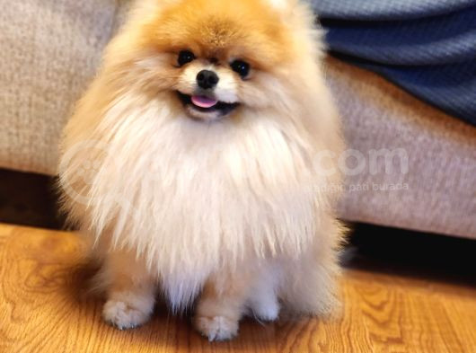 11 Aylık Efsanee Erkek Pomeranian görsel
