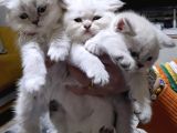 Güzel Kizlarim Bri̇ti̇sh 3 Di̇şi̇ Bebek