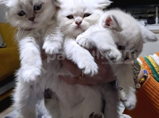 Güzel Kizlarim Bri̇ti̇sh 3 Di̇şi̇ Bebek görsel