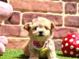 Çok Tatlı Çok Oyuncu Maltipoo Yavrular