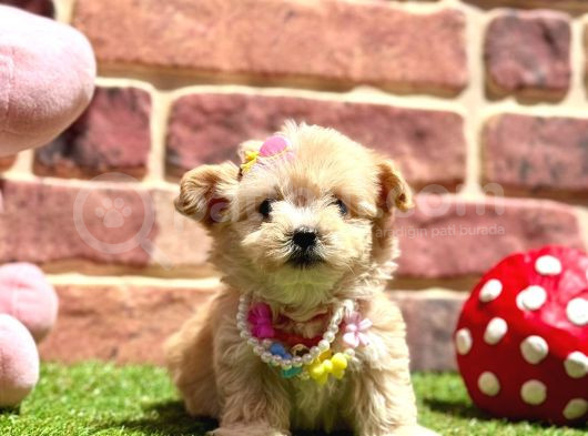 Çok Tatlı Çok Oyuncu Maltipoo Yavrular görsel