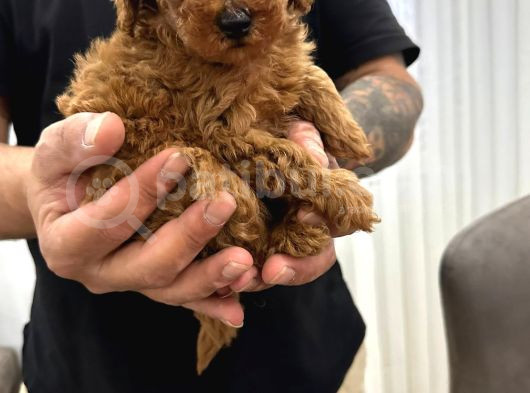 Toy Poodle Bebekler görsel