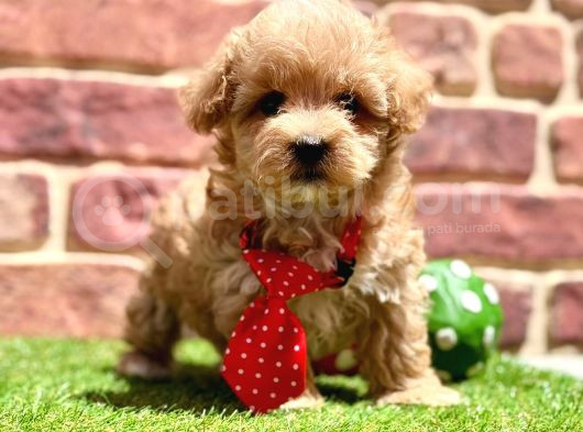 Oyuncu ve Sosyal maltipoo Bebekler
