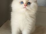 Pofuduk Bir Peluş Oyuncak Gibi Tatlış Mı Tarlış Bebek