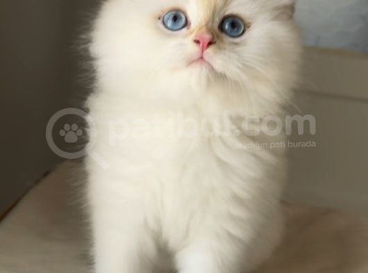 Pofuduk Bir Peluş Oyuncak Gibi Tatlış Mı Tarlış Bebek görsel