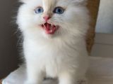 Pofuduk Bir Peluş Oyuncak Gibi Tatlış Mı Tarlış Bebek
