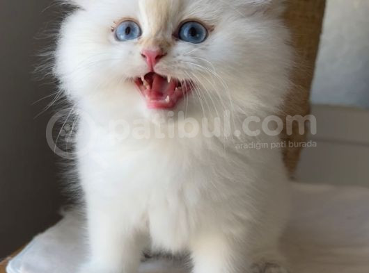 Pofuduk Bir Peluş Oyuncak Gibi Tatlış Mı Tarlış Bebek görsel