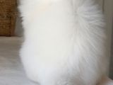 Pofuduk Bir Peluş Oyuncak Gibi Tatlış Mı Tarlış Bebek