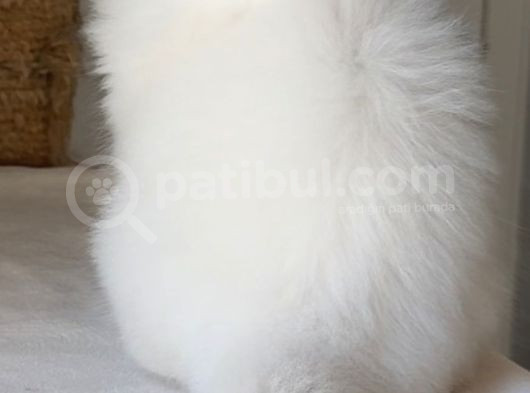 Pofuduk Bir Peluş Oyuncak Gibi Tatlış Mı Tarlış Bebek görsel