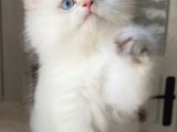 Pofuduk bir peluş oyuncak gibi tatlış mı tarlış bebek