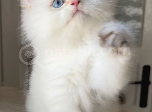 Pofuduk Bir Peluş Oyuncak Gibi Tatlış Mı Tarlış Bebek