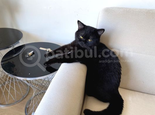 British Short Hair Blue Point Dişi görsel