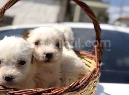 Maltese Terriersifir Numara Sevgi Ve Oyun Delisi