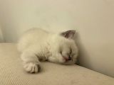 British Short Hair Blue Point Dişi