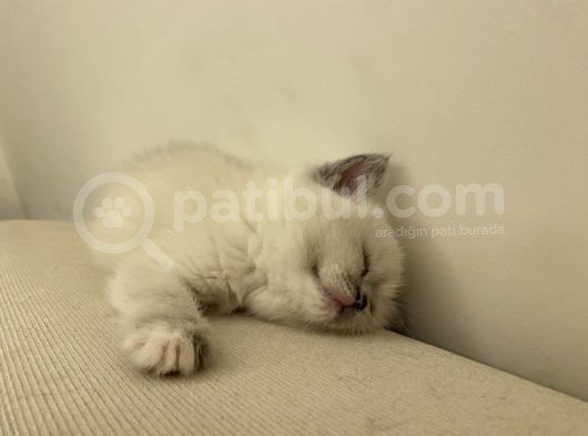 British Short Hair Blue Point Dişi görsel