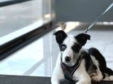 Blue Merle Istanbul İçi Ücret Sahipledirme