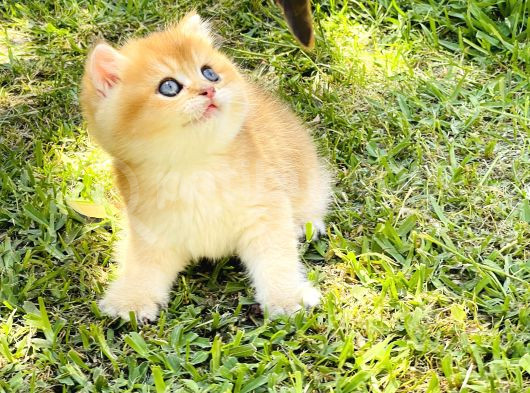 Mavi Gözlü Britishshorthair Prens görsel