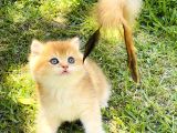 Mavi Gözlü Britishshorthair Prens