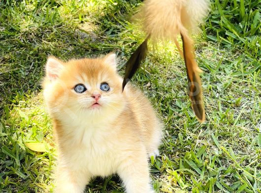 Mavi Gözlü Britishshorthair Prens görsel