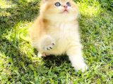 Mavi Gözlü Britishshorthair Prens