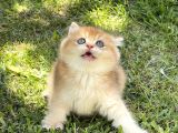 Mavi Gözlü Britishshorthair Prens