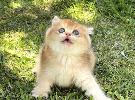 Mavi Gözlü Britishshorthair Prens görsel
