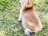 Britishshorthair Renkli Göz 2 Kardeş