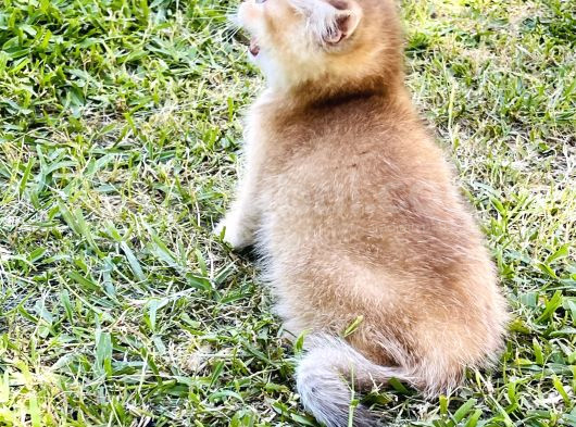 Britishshorthair Renkli Göz 2 Kardeş görsel