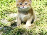 Britishshorthair renkli göz 2 kardeş