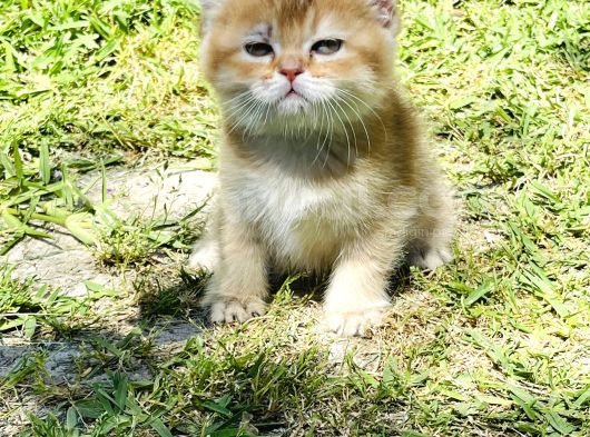 Britishshorthair Renkli Göz 2 Kardeş
