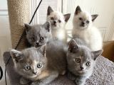 Yavru British Shorthair