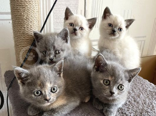 Yavru British Shorthair