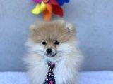 3 Adet Pomeranian Boo Yavrular