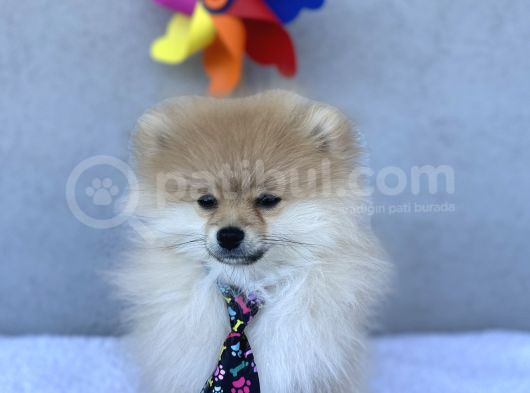 3 Adet Pomeranian Boo Yavrular görsel