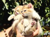 Britishshorthair Renkli Göz 2 Kardeş