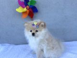 3 Adet Pomeranian Boo Yavrular