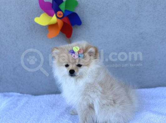 3 Adet Pomeranian Boo Yavrular görsel