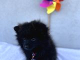3 Adet Pomeranian Boo Yavrular
