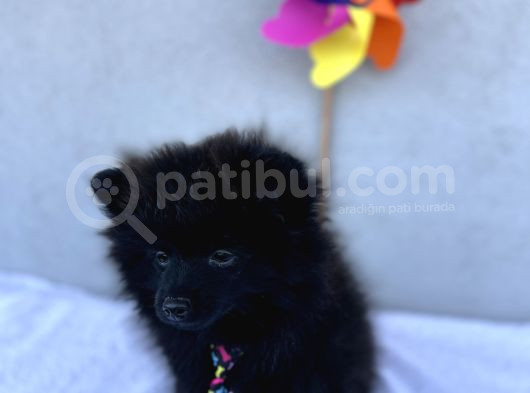 3 Adet Pomeranian Boo Yavrular görsel