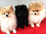 3 Adet Pomeranian Boo Yavrular
