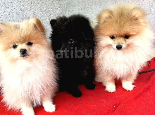 3 Adet Pomeranian Boo Yavrular görsel