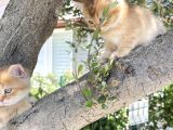 Britishshorthair Renkli Göz 2 Kardeş