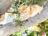 Britishshorthair Renkli Göz 2 Kardeş