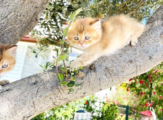 Britishshorthair Renkli Göz 2 Kardeş görsel