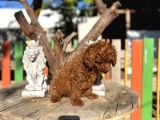 Red Poddle Yavrumuz